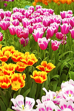 Tulips, Keukenhof Gardens, Lisse, Netherlands, Europe