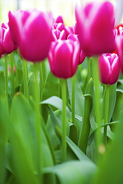 Tulips, Keukenhof Gardens, Lisse, Netherlands, Europe