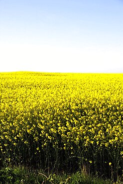 Yellow rapeseed field, East Yorkshire, Yorkshire, England, United Kingdom, Europe