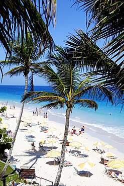 Elbow Beach and palm trees, Bermuda Islands, North Atlantic Ocean, Atlantic