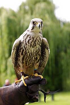 Peregrine Falcon on glove, Sutton-on-the-Forest, York, North Yorkshire, Yorkshire, England, United Kingdom, Europe