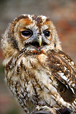 Male tawny owl (Strix aluco), Sutton-on-the-Forest, York, North Yorkshire, Yorkshire, England United Kingdom, Europe