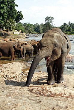 Asian elephants in Maha Oya River, Kegalle, Sabaragamuwa, Sri Lanka, Asia