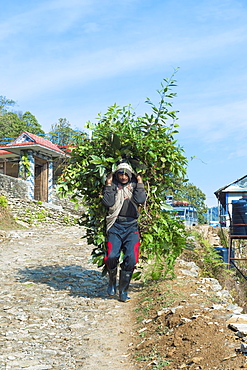 Nepalese Farmer carrying a full load of branches on his back, Dhampus Mountain village, Nepal, Asia