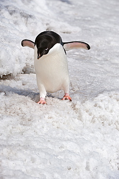 Adelie penguin (Pygoscelis adeliae), Paulet Island, Erebus and Terror Gulf, Antarctic Peninsula, Antarctica, Polar Regions 