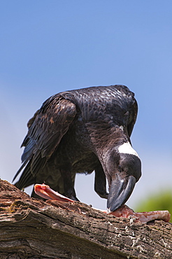 Thick-billed raven (Corvus crassirostris) feeding on a carcass, Simien Mountains National Park, Amhara region, North Ethiopia, Ethiopia, Africa 