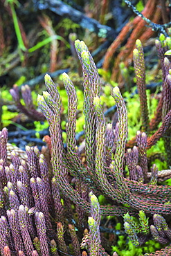 Paramo vegetation, Lycopodium, Cotopaxi National Park, Cotopaxi Province, Ecuador, South America 