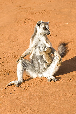 Ring-tailed lemur (Lemur catta) sunbathing with a suckling cub, near Threatened, Berenty Nature Reserve, Madagascar, Africa 