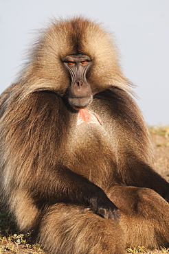 Gelada baboon (Theropithecus Gelada), Simien Mountains National Park, Amhara region, North Ethiopia, Africa 