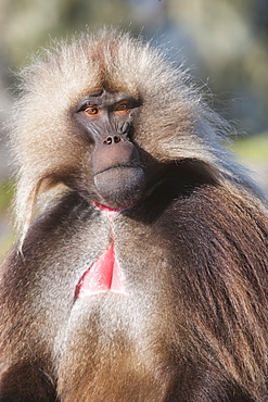 Gelada baboon (Theropithecus Gelada), Simien Mountains National Park, Amhara region, North Ethiopia, Africa 