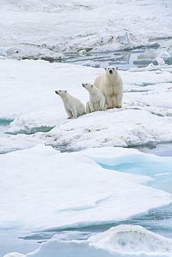 Mother polar bear with two cubs (Ursus Maritimus), Wrangel Island, UNESCO World Heritage Site, Chuckchi Sea, Chukotka, Russian Far East, Russia, Eurasia 