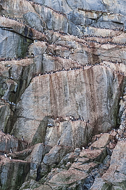 Brunnich's Guillemots and Black-legged Kittiwakes on the cliffs of Kolyuchin Island, Chuckchi Sea, Chukotka, Russia, Eurasia