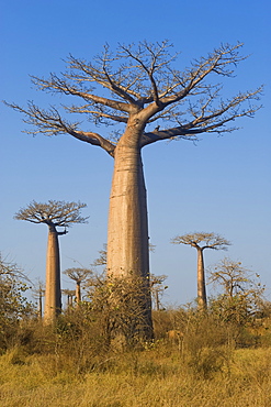 Baobabs (Adansonia Grandidieri), Morondava, Madagascar, Africa 