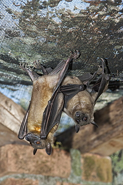 Madagascar Flying Fox (Madagascar Fruit Bat) (Pteropus rufus) hanging in a barn, Madagascar, Africa