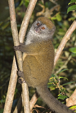 Eastern Lesser Bamboo Lemur (Hapalemur griseus), Andasibe-Mantadia National Park, Madagascar, Africa