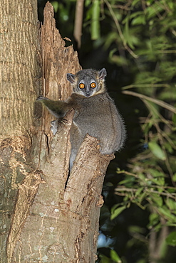 White-footed Sportive Lemur (Lepilemur leucopus), Berenty Nature Reserve, Fort Dauphin, Toliara Province, Madagascar, Africa