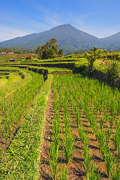 Rice terraces, Jatiluwih, UNESCO World Heritage Site, Bali, Indonesia, Southeast Asia, Asia