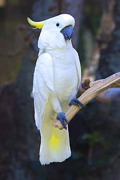 Sulphur-crested cockatoo (Cacatua galerita), Bali Bird Park, Indonesia, Southeast Asia, Asia