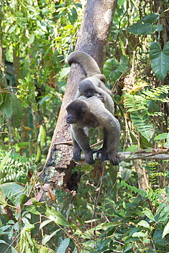 Female brown woolly monkey (Lagothrix lagotricha) with its baby, Vulnerable, Amazon state, Brazil, South America