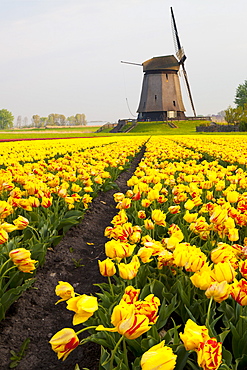 Windmill and tulip field near Schermerhorn, North Holland, Netherlands, Europe