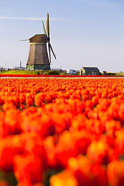 Field of tulips and windmill, near Obdam, North Holland, Netherlands, Europe