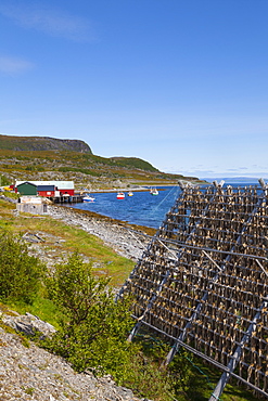 Cod drying on traditional drying racks, Nordkapp, Finnmark, Norway, Scandinavia, Europe 