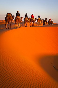 Tourists on camel safari, Sahara Desert, Merzouga, Morocco, North Africa, Africa