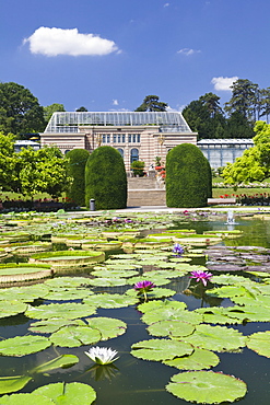 Moorish Garden with water lilies (genus Nymphaea),  Wilhelma, Zoo and Botanical Garden, Stuttgart, Baden Wurttemberg, Germany, Europe