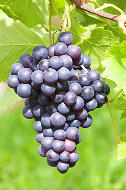 Red wine grapes, Uhlbach, Baden Wurttemberg, Germany, Europe