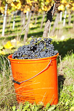 Bucket of wine grapes, Grape Harvest, Esslingen, Baden Wurttemberg, Germany