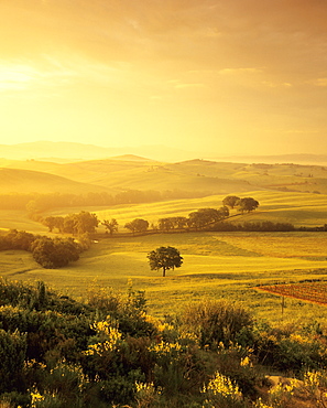 Single tree at sunrise, Orcia Valley (Val d'Orcia), UNESCO World Heritage Site, Province of Siena, Tuscany, Italy, Europe 