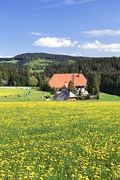 Unterfallengrundhof (farmhouse) in spring, Guetenbach, Black Forest, Baden Wurttemberg, Germany, Europe