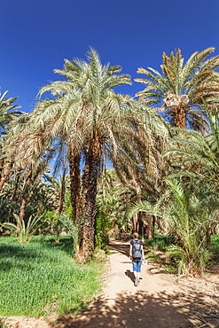 Hiker in a palm grove, Draa Valley, Atlas Mountains, Morocco, North Africa, Africa