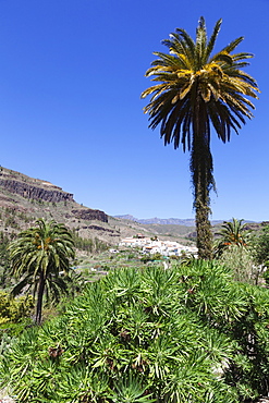 Fataga, Gran Canaria, Canary Islands, Spain, Atlantic, Europe 