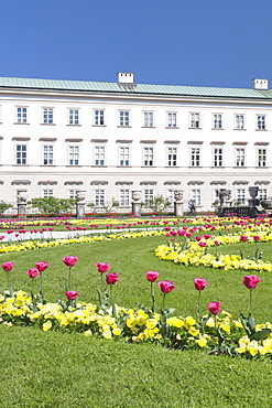 Tulips in Mirabell Garden, Mirabell Palace, UNESCO World Heritage Site, Salzburg, Salzburger Land, Austria, Europe 