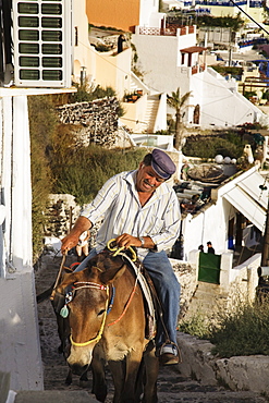 Man on a mule, Fira, Santorini, Cyclades, Greek Islands, Greece, Europe