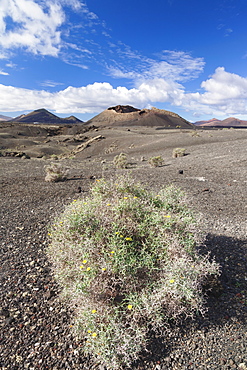 Montana del Cuervo, Parque Natural de los Volcanos, Lanzarote, Canary Islands, Spain, Atlantic, Europe 