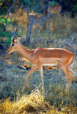 Impala in Moremi National Park, Botswana