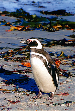 Magellanic penguin, Sea Lion Island, Falkland Islands