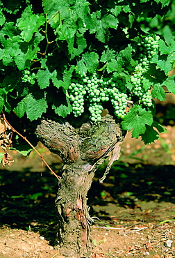 White grapes growing on a vine at Chinon Vineyard, Chinon in the Loire Valley, France.