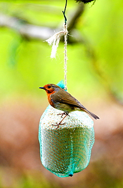 Robin perched on fat ball in a garden, Cotswolds, England