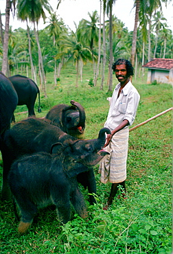 Man looking after baby elephants at an elephant orphanage near Kandy in Sri Lanka