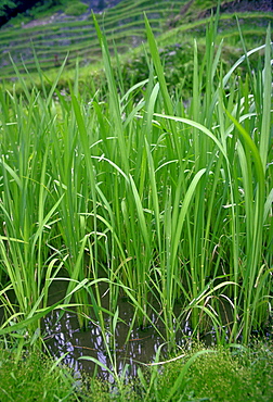 Rice crop growing in the Philippines