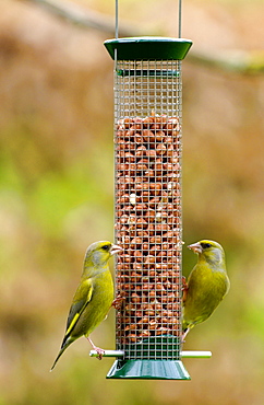 Pair of greenfinches pecking at peanuts in garden birdfeeder, Cotswolds, England