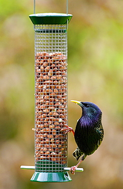 Starling on a birdfeeder in a garden pecking at peanuts, Cotswolds, England