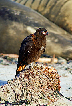 Striated Caracara bird, Johnny Rook,elephant seals behind, Sea Lion Island, Falkland Islands