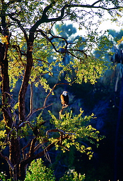 African  Fish Eagle bird perched on  trees in the Okavango Delta, Botswana