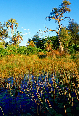 Okavango Delta, Botswana, Africa.