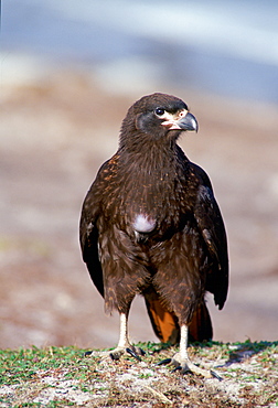 A striated Caracara bird on Sea Lion Island - part of the Falkland Islands in the South Atlantic Ocean