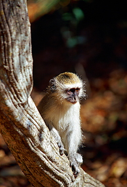 Young vervet monkey on a tree branch in Zimbabwe, Africa